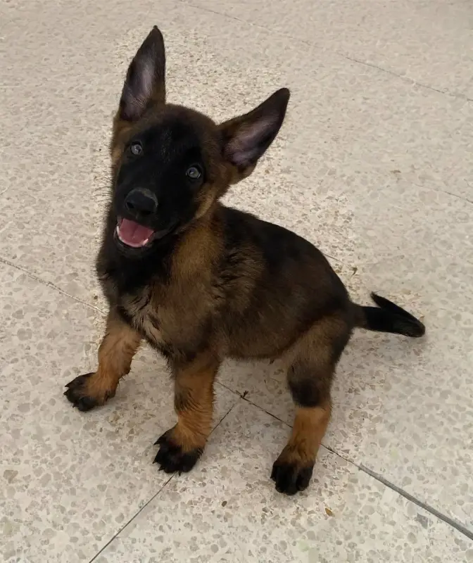 Chiots Malinois race pure